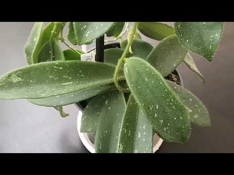 Видео: Хойи с опушёнными листьями💚 Lyi burma, Patella pink, Thomsonii, Magnifica🌿