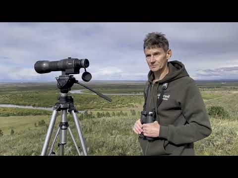 Видео: Дрофы - редчайшие птицы Даурии. Часть 1