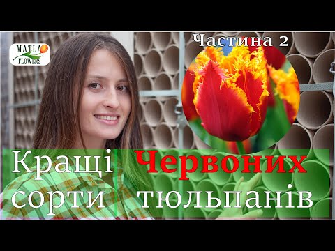 Видео: Кращі тюльпани червоні двоколірні для вигонки