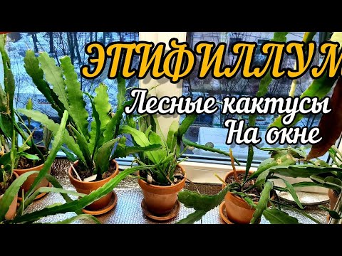 Видео: ЭПИФИЛЛУМ / Лесной или орхидейный кактус / Нюансы выращивания