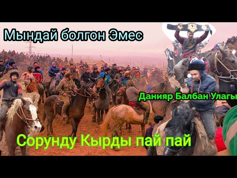 Видео: Ноокатта Улак Байге Алтын кур😱 Аттар кулады🏇💯 19 ноября 2022 г.