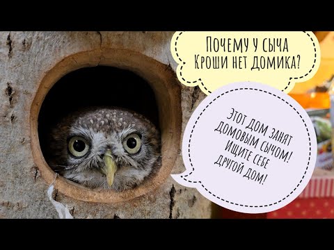 Видео: Сыч Лучик отжал себе новый старый домик. Продолжение приключений морозилки Шрёдингера, она переехала