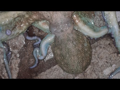 Видео: Риболов в Гърция време за октоподи