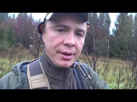 Видео: Состязания лаек по лосю в Очере