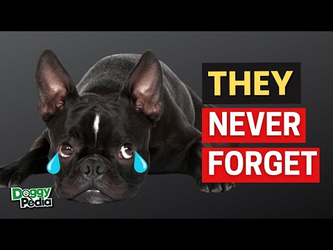 Видео: 15 вещей, которые разбивают сердце вашего французского бульдога