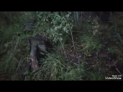 Видео: Пошол гулять в лес и началось 