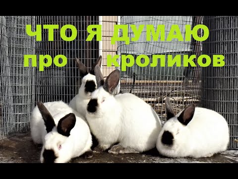 Видео: ВСЁ О КАЛИФОРНИЙСКОЙ ПОРОДЕ КРОЛИКОВ Кролики содержание  разведение