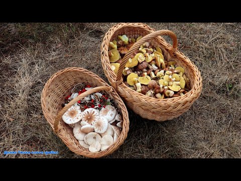 Видео: Мои грибы никто не соберёт | маслята и зонтик сосцевидный