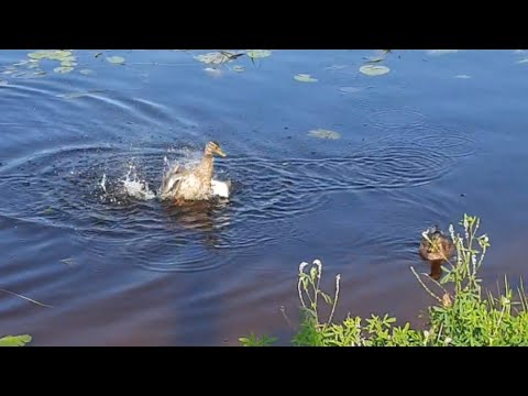 Видео: Такого баттерфляя я еще не видела!))) Утки отжигают!🤪🤣🤣