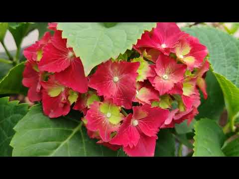 Видео: 5.04.24.Обзор цветущих крупнолистных гортензий