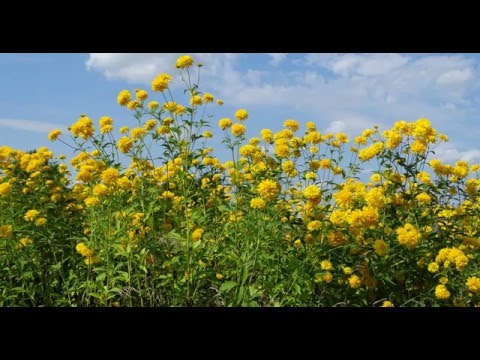 Видео: Лето Август 2014 4K