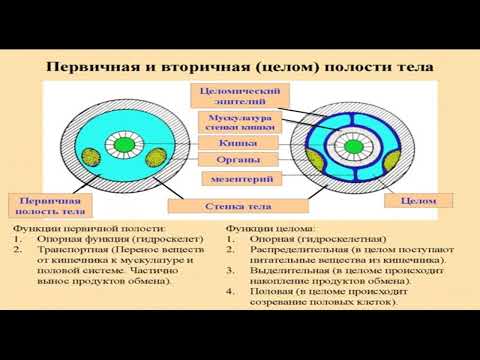Видео: Аскарида человеческая. Общие черты строения круглых червей