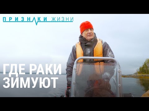 Видео: Где раки зимуют. Быт биологической станции | ПРИЗНАКИ ЖИЗНИ