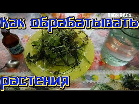 Видео: Обеззараживание аквариумных растений! Растения для начинающих!