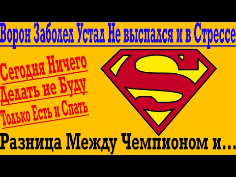 Видео: Ворон Заболел, Устал, Не Выспался и в Стрессе ! Сегодня Буду Есть и Спать !
