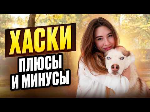 Видео: Плюсы и минусы ХАСКИ / Стоит ли заводить Сибирскую хаски
