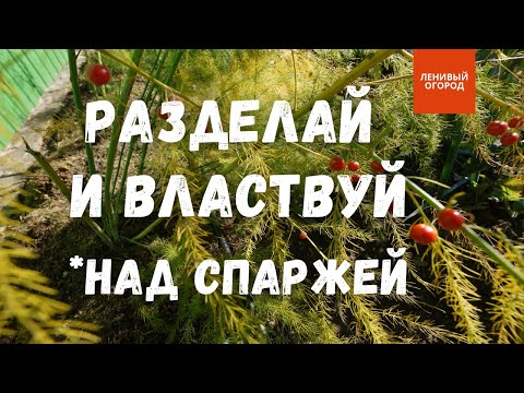 Видео: Размножение спаржи осенью | Посадка спаржи под зиму | Спаржа выращивание и уход | Деление спаржи