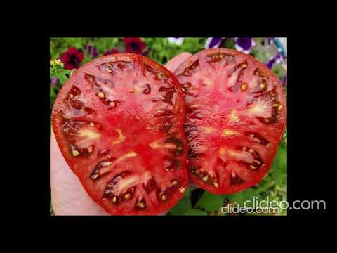 Видео: Новинки сортов томатов селекции Софии Сааковой 2025 - 3-я часть