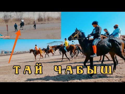 Видео: Тай чабыш/  Бишкек Ипадром (15-10-22)