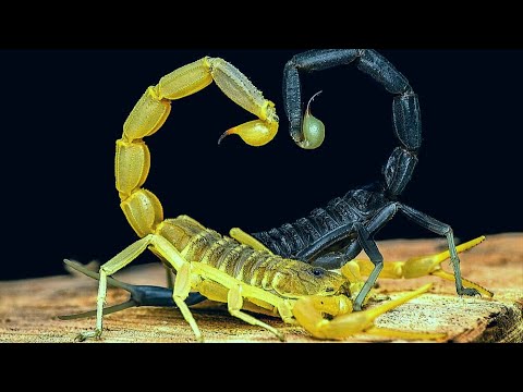 Видео: Самые ядовитые скорпионы планеты. Род Leiurus