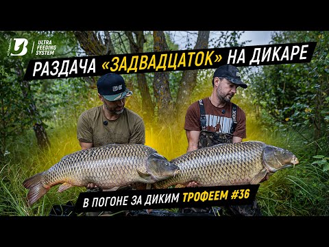 Видео: Огромные карпы на водохранилище. Ловля дикого карпа. В погоне за диким трофеем 36.