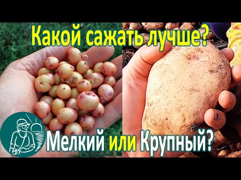 Видео: 🥔 Сажать мелкий или крупный картофель лучше? 🌱 Посадка и сравнение урожая 🌿 Опыт Гордеевых