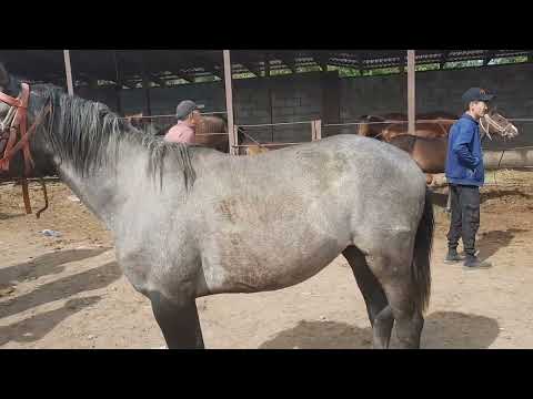 Видео: Тай құнандар,Бәйдібек би ауылы мал базар Алматы. 04 06 23