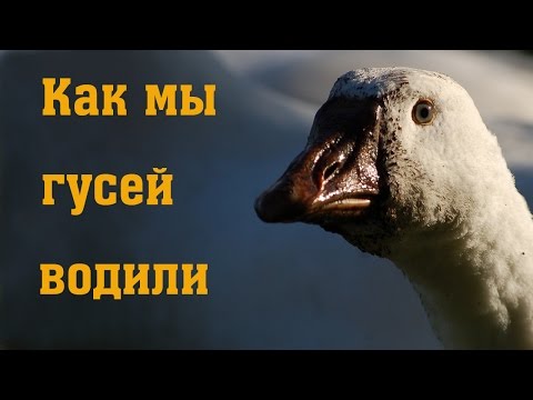 Видео: Как мы гусей водили // Разведение гусей