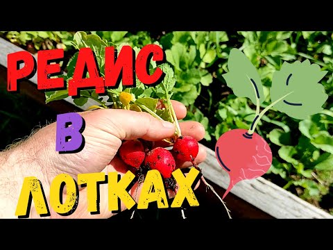 Видео: Результат эксперимента! Редис в яичных лотках! #24