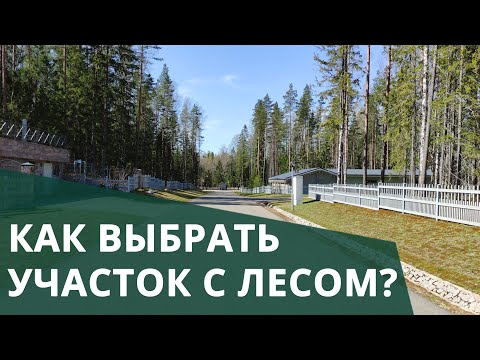 Видео: Участки с лесом. Плюсы и минусы. Что важно знать?