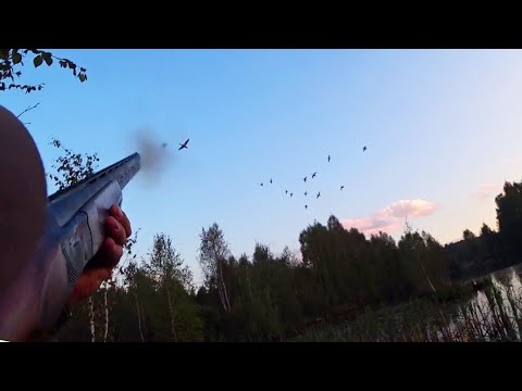 Видео: ЭТО НЕЧТО! ВЗЯЛ ЛАЙКУ КФЛ НА ОХОТУ НА БОЛОТО!