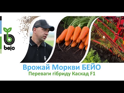 Видео: Врожай Моркви БЕЙО - переваги гібриду Каскад