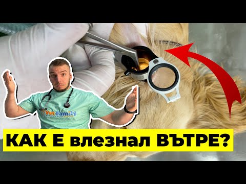 Видео: Какво ИЗВАДИХМЕ ОТ УХОТО на това куче ?!