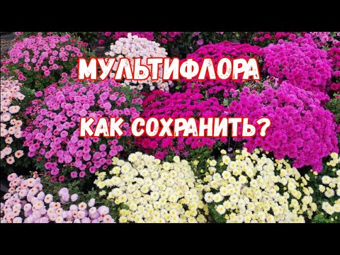 Видео: Хризантема Мультифлора. 3 способа сохранить на следующий год!