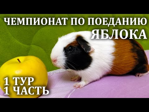 Видео: Морские свинки едят яблоко на время. Яблоко морской свинке. Чемпионат по поеданию яблока на время.
