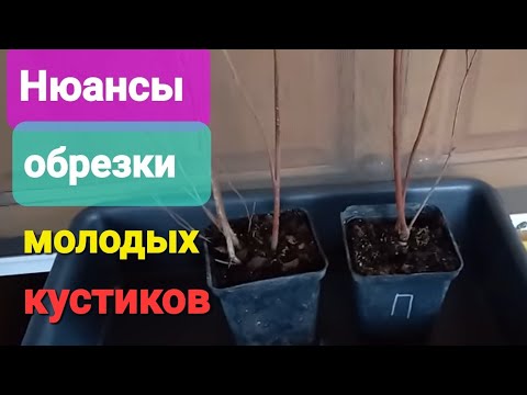 Видео: Нюансы обрезки молодых саженцев голубики. Видео урок 12))