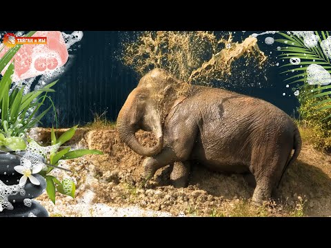 Видео: Бегемот? Свинья? СПА САЛОН у СЛОНА! Тайган. Elephant beauty treatments in Taigan.
