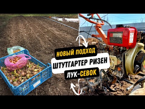 Видео: Посадка лука новым способом,лук штутгартер ризен