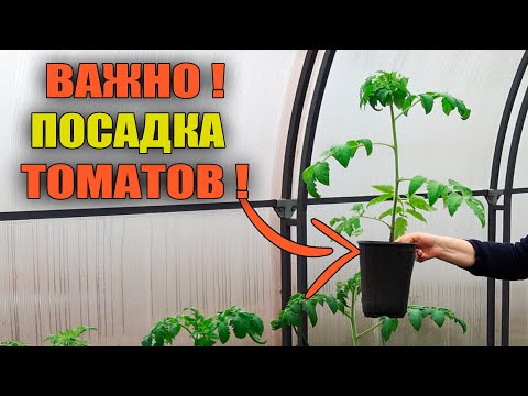 Видео: ПОСАДКА ТОМАТОВ! ЧТО ПОЛОЖИТЬ В ЛУНКУ!