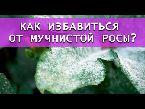 Видео: Избавляемся от мучнистой росы! Дешевый и эффективный способ!