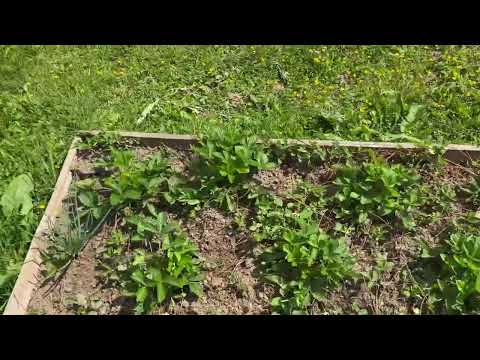 Видео: Лесная земляника на грядке 2