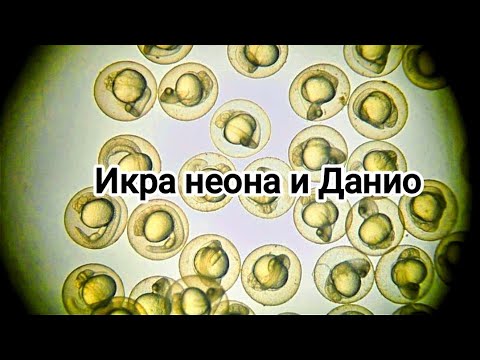 Видео: Моя акваферма! Вот это результат!