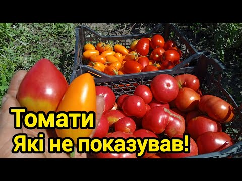 Видео: Сортові томати не гірші за гібриди!