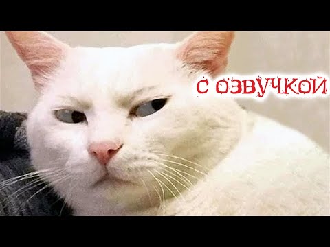 Видео: Приколы с котами! С ОЗВУЧКОЙ   Смешные коты! Самые смешные животные!