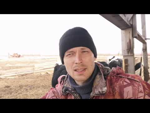 Видео: Мой "не правильный" способ содержания телят и коров.
