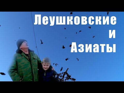 Видео: Леушковские и азиаты - голуби Шевченко Сергея