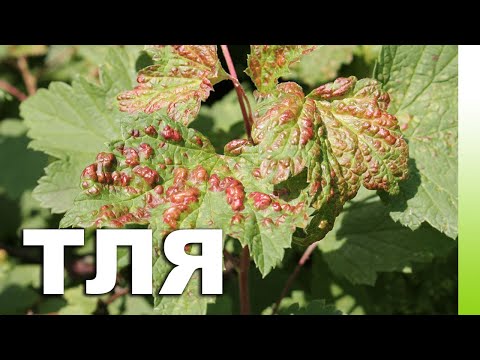 Видео: Про красные вздутия на листьях смородины. Как бороться с галловой тлёй