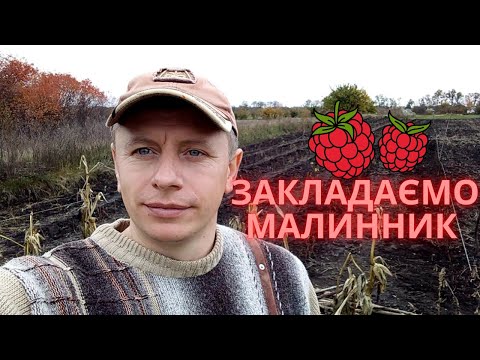 Видео: Купили хату в селі і ЗАКЛАДАЄМО МАЛИННИК. Осіння посадка малини сорту Полана. Бізнес на малині.