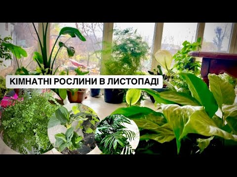 Видео: ХАМЕДОРЕЯ. ФЛЕБОДІУМ. АДІАНТУМ. БАНАН та інші кімнатні рослини.