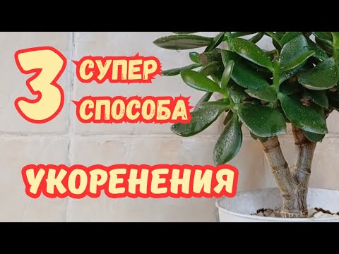 Видео: КАК легко укоренить ДЕНЕЖНОЕ ДЕРЕВО?